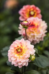 Close-up of blooming pink and yellow dahlias