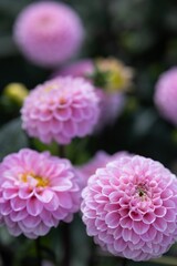 Obraz premium Close-up of Pink Dahlias in Full Bloom