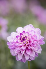 Vibrant pink and purple dahlia flower in full bloom.