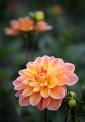 Close-up of a vibrant dahlia flower in bloom.