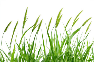 Tall green grasses with long seed heads blowing gently in the wind, isolated on a transparent background