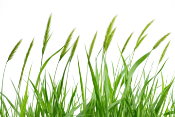 Tall green grasses with long seed heads blowing gently in the wind, isolated on a transparent background