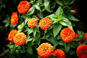 Common Zinnia - Orange Flower