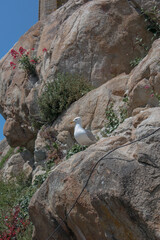 seagull on rock