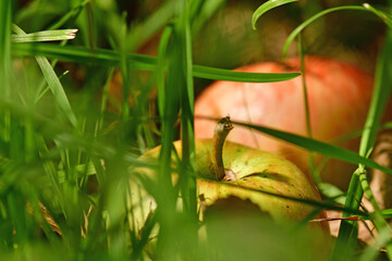fallen ripe apple hidden in a meadow