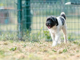 Portrait of cute dogs outside