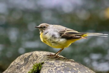 Yellow and gray bird perched on a rock