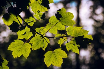 Backlit Green Leaves in Nature