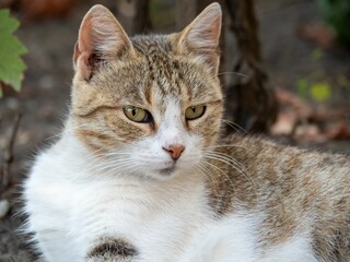 Close-up of a tabby cat with green eyes lying outdoors.