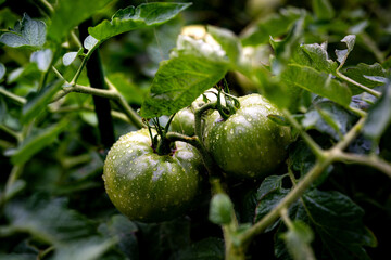 Green Tomatoes