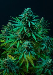 High angle view of a flowering cannabis plant in different shades of green and a dark background