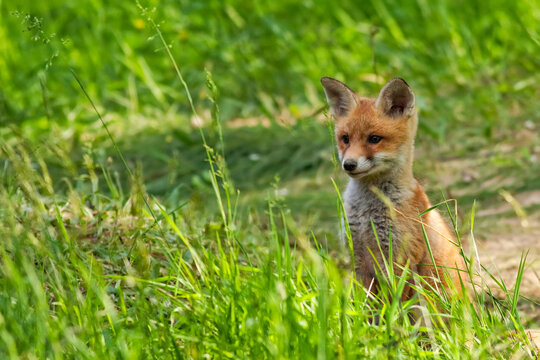 red fox in the grass