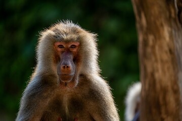 Obraz premium Close-up portrait of a baboon