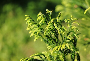 Fresh green conifer tree foliage close-up, Azores Sao Miguel Island Portugal