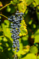 Naklejka premium close-up of a blue grapevine on a branch under the sun