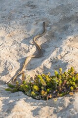 A young Western whip snake hatchling (Coluber viridiflavus carbonarius) in the island of Malta.