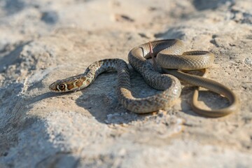 A young Western whip snake hatchling (Coluber viridiflavus carbonarius) in the island of Malta.
