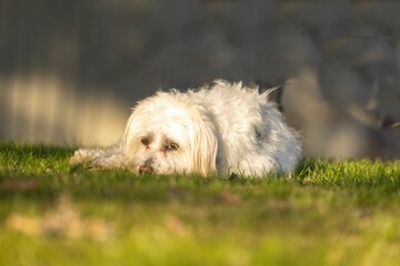 White dog lying on green grass in a sunny garden
