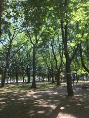 trees in the park