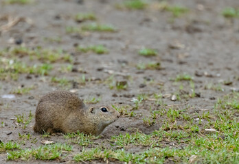 Ground squirrel colony (Syslovisko Biele vody), National park Muranska Planina, Slovakia