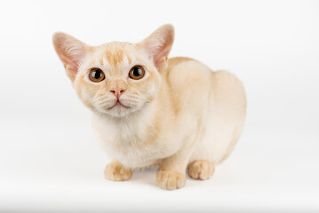 Burmese kitten on a white studio background.