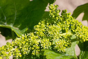 Detail grapes of the vine in the time flowers