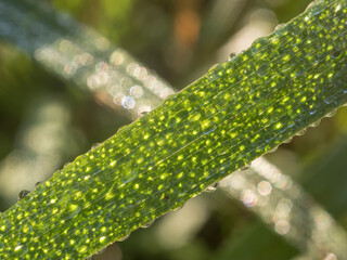 dew close up
