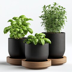 Fresh basil plant in a white pot, isolated on a white background