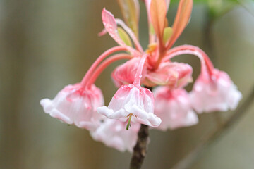  Cluster of Delicate Pink Chinese New Year Flower (Enkianthus quinqueflorus)