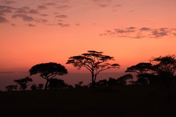Sunrise in the Serengeti, red sky
