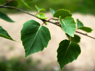 Branch with birch leaves close-up