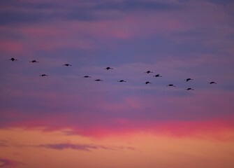 Flock of birds, Common Crane, migration in Hortobagy National Park, UNESCO World Heritage Site,...