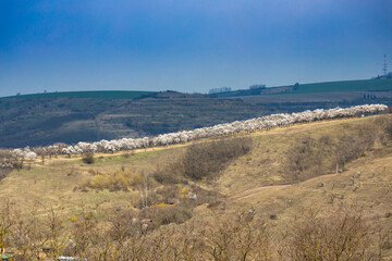 Almond tree orchard in Hustopece, South Moravia, Czech Republic