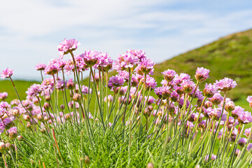 Wild Thrift on a cliff