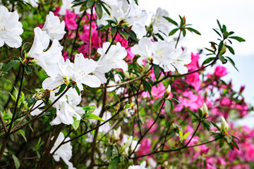 A Vibrant Display of Pink and White Azaleas