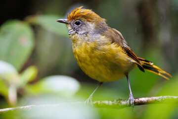Chestnut-tailed Minla couple standing on a branch