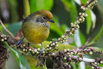 Chestnut-tailed Minla couple standing on a branch