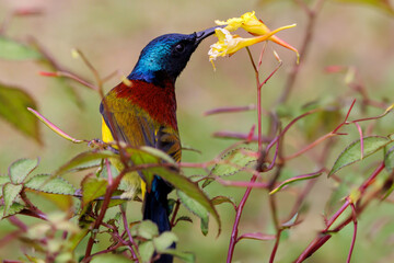 Green tailed sunbird gathering nectar on flowers, Thailand