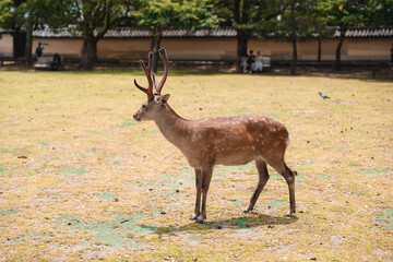 Wild Sika Deer Standing in Nara Park, Japan