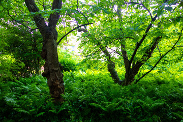 Lush foliage and vibrant green plants 