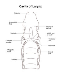 Anatomical Structure of Laryngeal Cavity in Line Style
