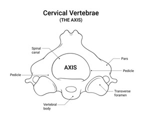 Axis (C2 Vertebra) Anatomy Diagram in Line Style