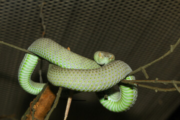 The snake (green pit viper) is rest on the stick tree