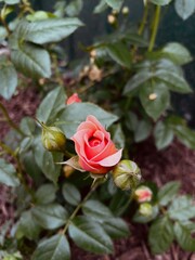 A peach rose bud beginning to open with a background of deep green foliage.