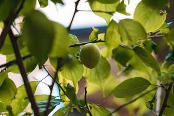 Unripe Japanese Plum (Ume) Hanging on a Tree Branch