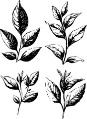 Black and White Botanical Illustrations of Leaves