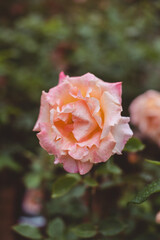 pink rose