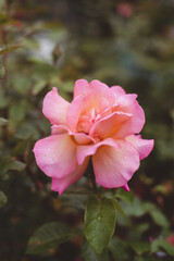 Obraz premium pink rose