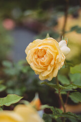 yellow rose in garden