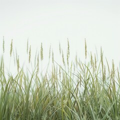 Obraz premium Grass of various heights backgrounds plant green.
